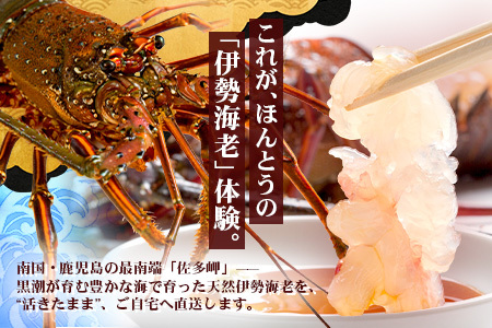 【先行予約】天然 活 伊勢海老 約1kg 2～3尾 ≪2025年11月下旬頃～2025年12月下旬頃順次発送予定≫  AB-501｜国産 えび 活イセエビ 伊勢エビ 常温