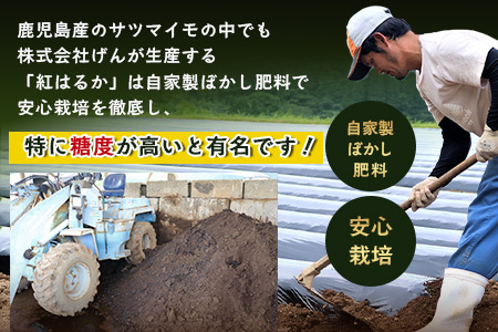 【先行予約・2025年11月下旬より順次発送】鹿児島県産 熟成 紅はるか 3kg (1箱 ) Mサイズ (おすそ分け袋/美味しい焼き芋の焼き方 説明書付き) FR-213 | さつまいも サツマイモ 焼き芋 べにはるか おやつ 煮物 芋ごはん 味噌汁 鹿児島県 南大隅町 株式会社フォレスト