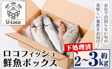 【A78003】漁師厳選！ロコフィッシュ(地魚) 下処理済 鮮魚 ボックス(約2～3kg)地魚 魚 お魚 冷蔵 生もの 加工品 未利用魚 低利用魚 焼き魚 焼魚 刺し身 刺身 煮魚 届くまでのお楽しみ【昌徳丸】