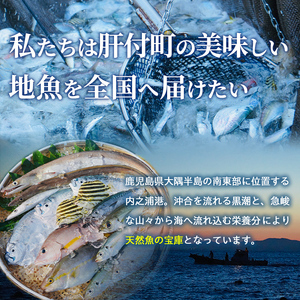 【A78004】漁師厳選！ロコフィッシュ(地魚) 下処理済 鮮魚 ボックス(約4～5kg)地魚 魚 お魚 冷蔵 生もの 加工品 未利用魚 低利用魚 焼き魚 焼魚 刺し身 刺身 煮魚 届くまでのお楽しみ【昌徳丸】