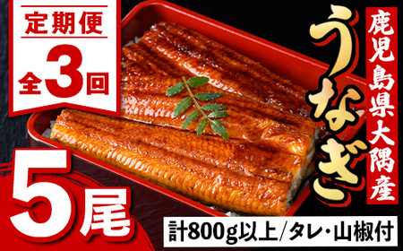 【E57005】＜定期便・計3回(連続)＞うなぎ蒲焼・大(有頭)(5尾・計800g以上×3回、タレ、山椒付)鹿児島 国産 鰻 うなぎ ウナギ 蒲焼き うな丼 うな重 ひつまぶし 土用の丑の日 真空パック お土産 贈答 ギフト プレゼント【一般社団法人きもつき宇宙協議会】
