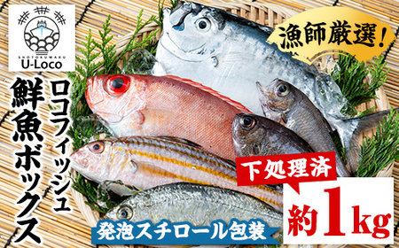 【P78002】ロコフィッシュ 地魚 下処理済 鮮魚 ボックス 約1kg 発泡スチロール包装 鮮魚BOX 【昌徳丸】
