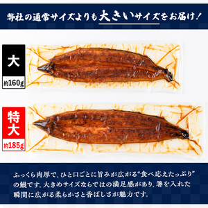 【C57006】特大うなぎ蒲焼(有頭)(5尾・計925g以上、タレ、山椒付) 鹿児島 国産 九州産 大隅産 鰻 うなぎ ウナギ 蒲焼き うな重 うな丼 ひつまぶし 丑の日 土用の丑の日 化粧箱 贈答 【一般社団法人きもつき宇宙協議会】