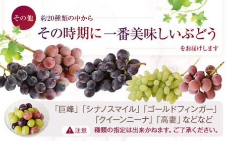 【A70001】シャインマスカットほか　旬のブドウ詰合せセット（約2.3kg）