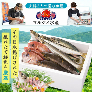 【D09001】【6回定期便】魚屋さんの選んだ新鮮お魚詰め合わせ(約4人分) 鹿児島 国産 九州産 産直 産地直送 鮮魚 新鮮 魚 海産物 お刺身  煮つけ 焼き魚【マルケイ水産】