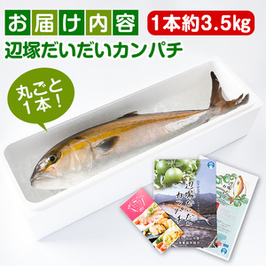 【B08002】産地直送！辺塚だいだいカンパチ(約3.5kg・1本) 鹿児島 国産 九州産 産地直送 カンパチ 勘八 魚 魚介 鮮魚 おかず 海産物【高山漁業協同組合】