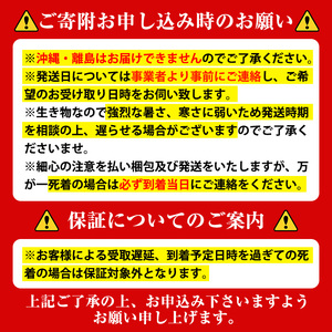 【B76002】ヘラクレスオオカブト (ヘラクレスヘラクレス) 3令幼虫オス2匹 人工蛹室付 鹿児島 ヘラクレス カブトムシ かぶとむし 雄 オス 昆虫 虫 むし 幼虫 生体 飼育 生き物 生物【ビートル倶楽部】