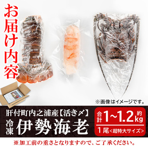 【D47002】【活き〆冷凍】肝付町内之浦産伊勢海老(えっがね)の刺身(約1～1.2kg) 鹿児島 伊勢エビ 伊勢海老 伊勢えび いせえび イセエビ 刺身 海産物 魚介類 国産【網元】