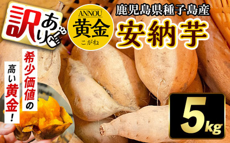 n277 《訳あり》期間限定・数量限定！種子島産 安納芋＜黄金＞(5kg) 国産 安納芋 黄金 こがね コガネ 種子島 芋 イモ いも さつまいも さつま芋 安納いも 野菜【うずえ屋】