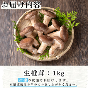 n327 菌床栽培！生椎茸(1kg) 国産 種子島 シイタケ しいたけ 生椎茸 生シイタケ 生しいたけ 菌床栽培 【えいぜっと】