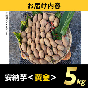 n174 ＜期間限定・数量限定！＞種子島産 安納芋＜黄金＞(5kg) 国産 安納芋 黄金 こがね コガネ 種子島 芋 イモ いも さつまいも さつま芋 安納いも 野菜【うずえ屋】