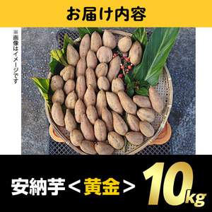 n083 ＜期間限定・数量限定！＞種子島産 安納芋＜黄金＞(10kg) 国産 安納芋 黄金 こがね コガネ 種子島 芋 イモ いも さつまいも さつま芋 安納いも 野菜【うずえ屋】