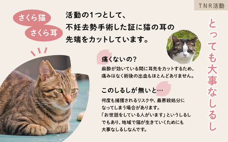 《返礼品なし》 猫愛護活動支援 3,000円 猫ちゃん 猫 ねこ 動物 保護 愛護 保護活動 応援 支援 寄付 南種子町 鹿児島 かごしま