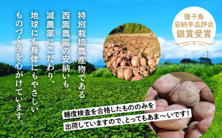 【先行予約】 種子島 安納いも 5kg 人気 種子島産 返礼品 南種子町 鹿児島 かごしま 【のっちーよ種子島】