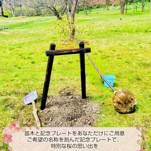 北海道釧路町の桜の木(1本)のオーナー権及びオーナー証＜ふるさと納税 自然 保護＞【1179225】