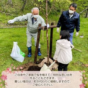 北海道釧路町の桜の木(1本)のオーナー権及びオーナー証＜ふるさと納税 自然 保護＞【1179225】