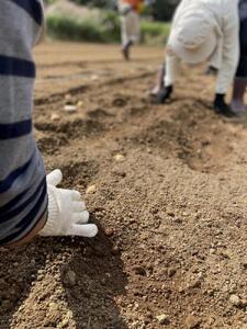 【2026年3月上旬頃から発送】屋久島産 じゃがいも 5kg＜農薬不使用＞