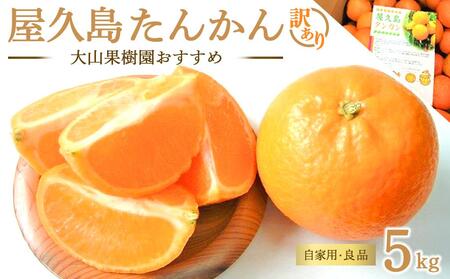 【訳あり・自家用】大山果樹園おすすめ 屋久島たんかん 5kg＜良品＞