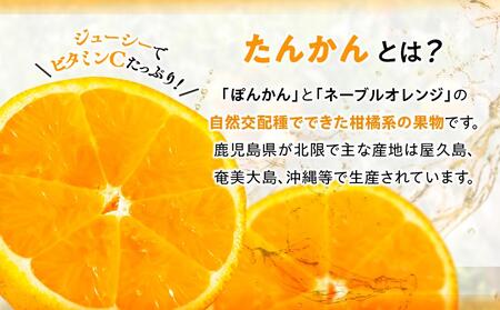 2025年 屋久島産たんかん 家庭用 訳あり 約5kg(S～2Lサイズ・少々キズあり)＜先行予約／数量限定＞【 たんかん たんかん たんかん たんかん たんかん 】