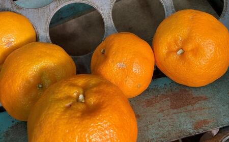 2025年 屋久島産 ぽんかん 家庭用 訳あり 約3kg 小玉(S~Mサイズ・少々キズあり)<先行予約/数量限定>