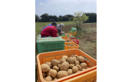 【2026年3月上旬頃から発送】屋久島の天然塩「海のうた」と屋久島産じゃがいもセット 5kg<農薬不使用>