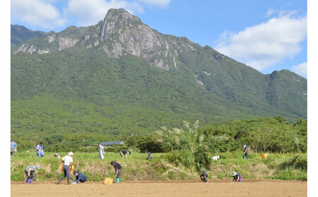 【2026年3月上旬頃から発送】屋久島産黒豚の豚味噌と屋久島産じゃがいもセット5kg<農薬不使用>