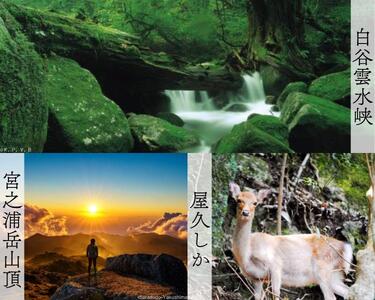 屋久島町に泊まるふるさと納税旅行クーポン【12,000円分】