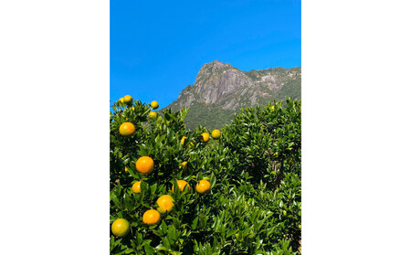 【相良パーティ】『ハローたんかん』屋久島産【Lサイズ3kg】