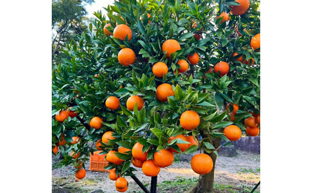 【相良パーティ】『ハローたんかん』屋久島産【Lサイズ3kg】