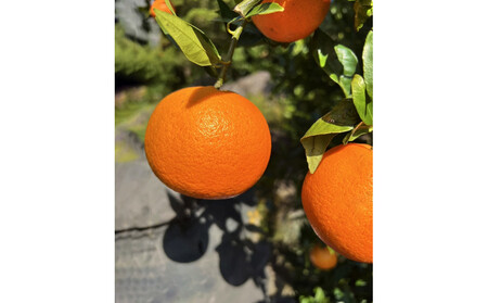 【相良パーティ】『ハローたんかん』屋久島産【M,Lサイズ5kg】