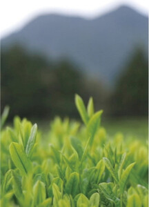 【数量限定】屋久島茶プリン&黒みつ12個セット