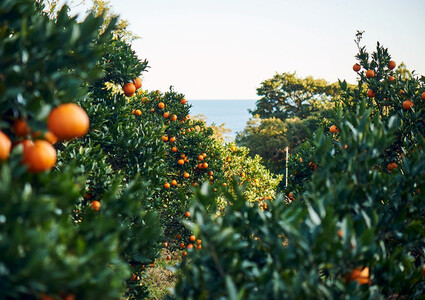 屋久島産たんかんのパンナコッタ6個セット
