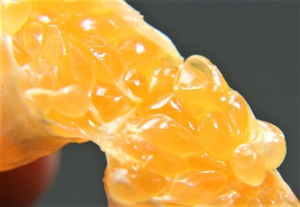 大山果樹園おすすめ 屋久島たんかん 約5kg【家庭用・訳あり】