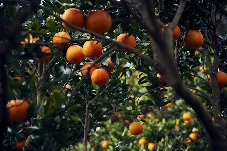 大山果樹園おすすめ 屋久島たんかん 約5kg【家庭用・訳あり】