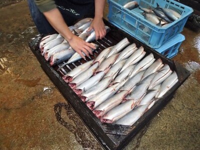 お手軽！そのまま！味付サバ節フレーク(オリーブオイル&ブラックペッパー)(3袋)