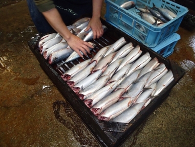 無添加・天然!サバだしパック(3袋) | だし