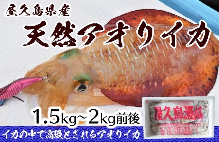 屋久島産 天然アオリイカ 1 5kg 2kg前後 鹿児島県屋久島町 ふるさと納税サイト ふるなび