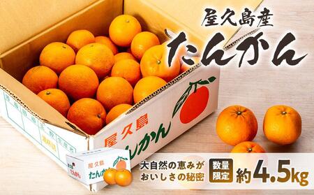 2025年 屋久島産たんかん自家用(訳あり品) 約4.5kg(S～2Lサイズ・少々キズあり)＜先行予約／数量限定＞