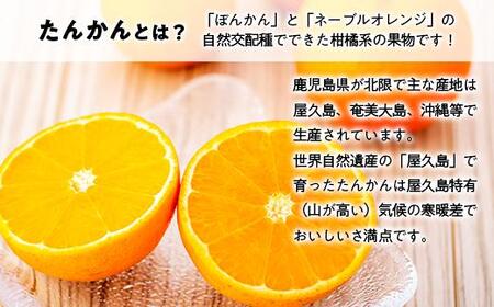 2025年 屋久島産たんかん自家用(訳あり品) 約4.5kg(S～2Lサイズ・少々キズあり)＜先行予約／数量限定＞