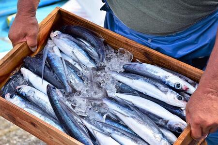 漁協直営！屋久島産 とびうお加工品セット