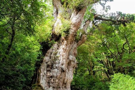 【屋久島町】JTBふるさと旅行券（450,000円分）有効期間5年 | 予約 宿泊 観光 体験 温泉 ホテル 旅館 チケット 子供 子連れ カップル 家族 店頭 電話 屋久島