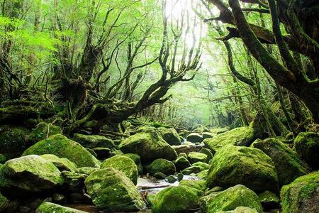 【屋久島町】JTBふるさと旅行券（450,000円分）有効期間5年 | 予約 宿泊 観光 体験 温泉 ホテル 旅館 チケット 子供 子連れ カップル 家族 店頭 電話 屋久島