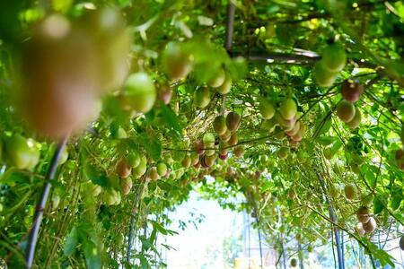 屋久島フルーツバター 1本（パッションフルーツ）＜2021熊毛地域特産品コンクール 最優秀賞受賞＞ | フルーツバター 