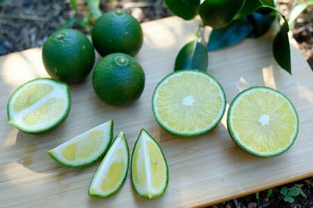 ＜100％屋久島産の柑橘調味料＞青切り塩たんかん 2個