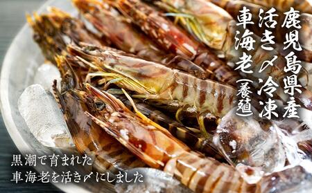 鹿児島県産 活き〆冷凍 車海老（養殖）LLサイズ 300g（10～12尾）1パック セット【 海老 海老 海老 海老 海老 】