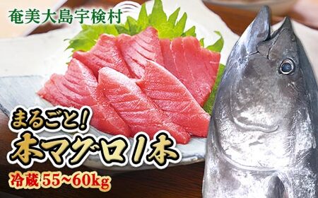 【 宇検村産 】 本マグロ 【1本 約 55 ~ 60 kg】一匹 冷蔵 マグロ まぐろ 鮪 本鮪 本マグロ 養殖 内臓抜き 尾なし 姿 トロ 中トロ 中とろ 大トロ 大とろ 赤身 中落とし 刺身 カマ ほぼ まるごと 海鮮 お祝い パーティー 贈答 豪華 100万 百万