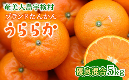 【2025年2月発送分】宇検村産ブランドたんかん「うららか」 5kg満杯詰　糖度10％以上2025年2月～出荷開始・鹿児島県宇検村