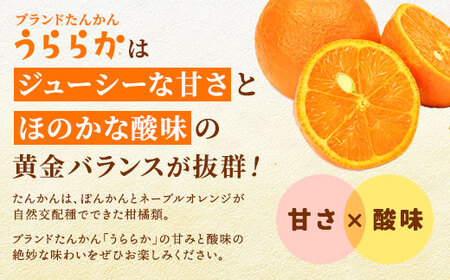 【2025年2月発送分】宇検村産ブランドたんかん「うららか」 5kg満杯詰　糖度10％以上2025年2月～出荷開始・鹿児島県宇検村