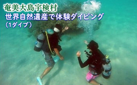 《体験》体験ダイビング(1ダイブ) レジャー 旅行 観光 体験 自然 海 水泳 奄美大島 宇検村 鹿児島