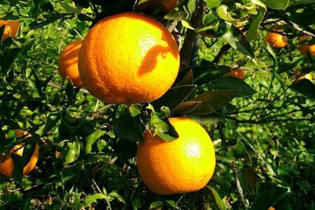 奄美大島産 たんかん 家庭用 5kg（約30～40個）＜完全農薬不使用栽培＞